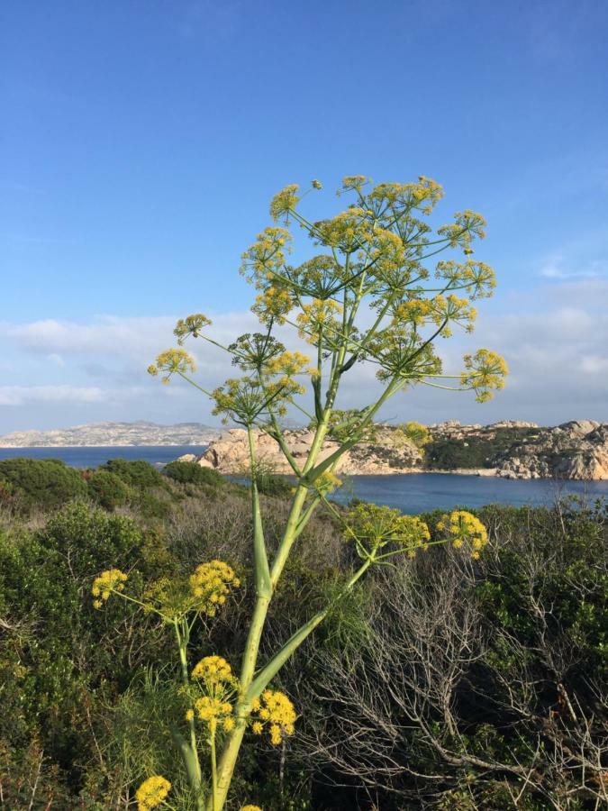 Giulianahouse Apartman La Maddalena  Kültér fotó